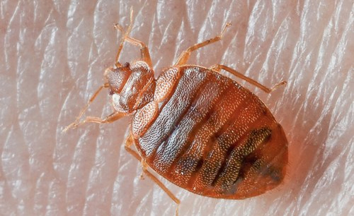 Bed Bugs Pest Control